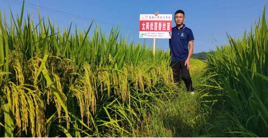 持久香型高端香稻---太两优莲香丝苗