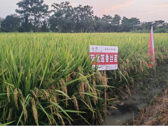 持久香型高端香稻---荷优莲香丝苗